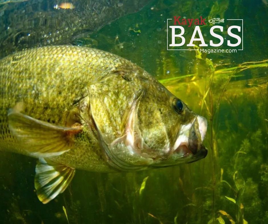 What Colors do Bass Actually See?